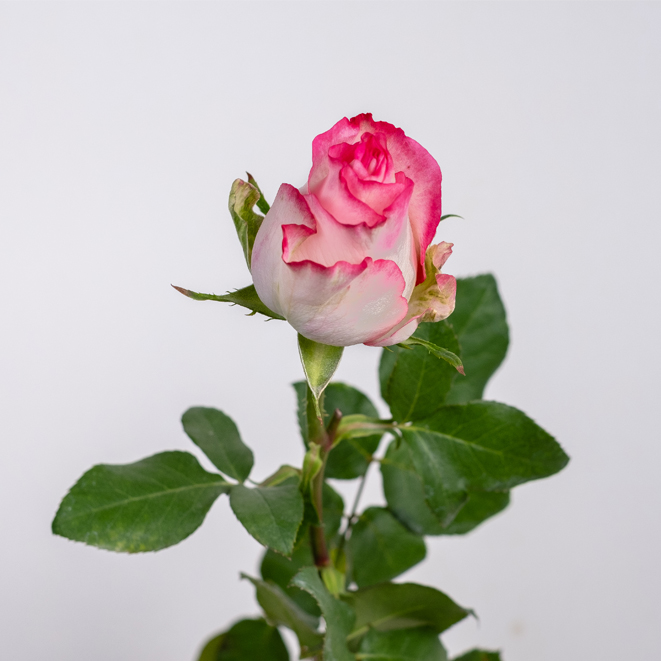 tono blanco con bordes rosadas